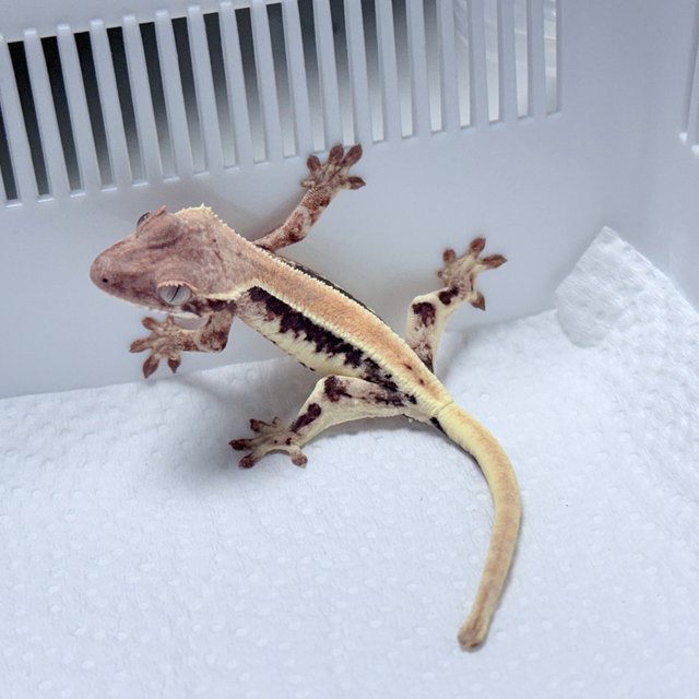 LW Sable 100% Het Axanthic