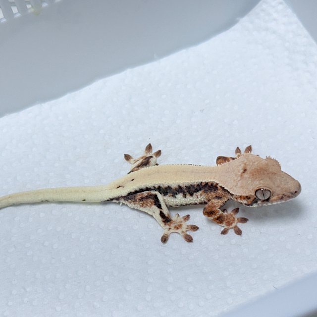 LW Sable 100% Het Axanthic
