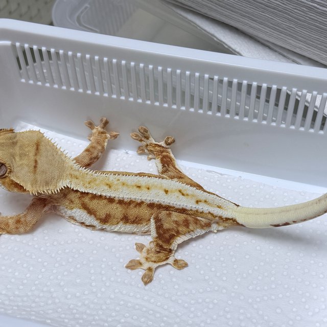 Lilly 100% Het Axanthic