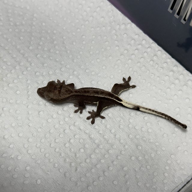 아잔틱 핀스트라이프