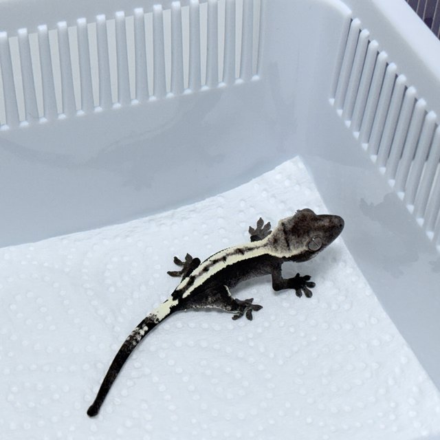 Axanthic Sable