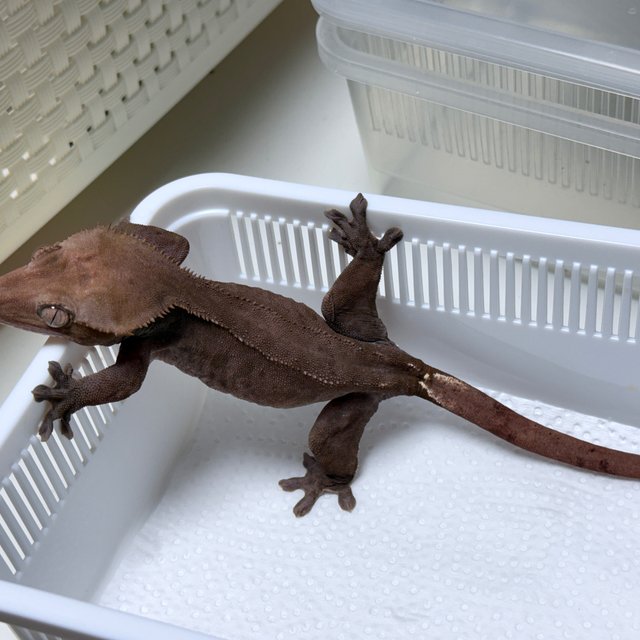 Axanthic