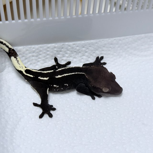 Axanthic