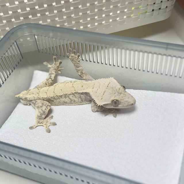 노멀 드리피 화이트스팟