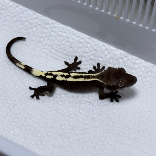 Sable Axanthic