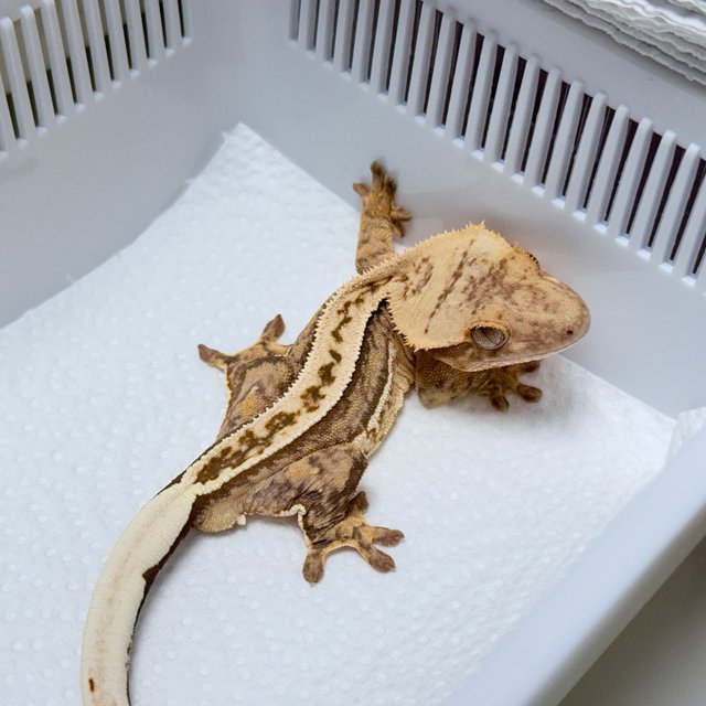100% Het Axanthic Super Stripe Quad