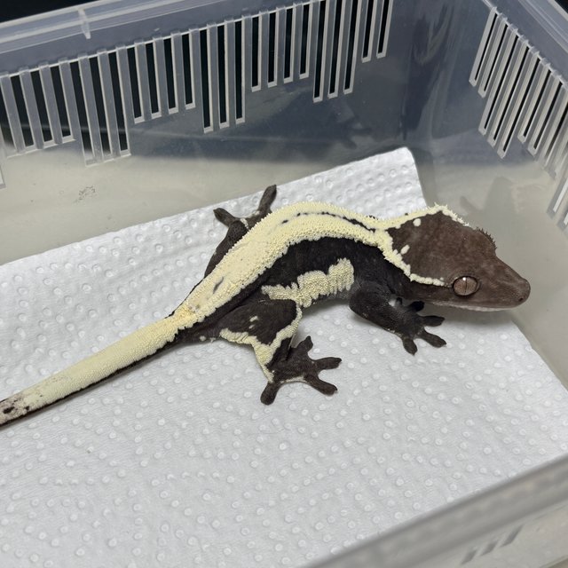Lilly Axanthic Sable
