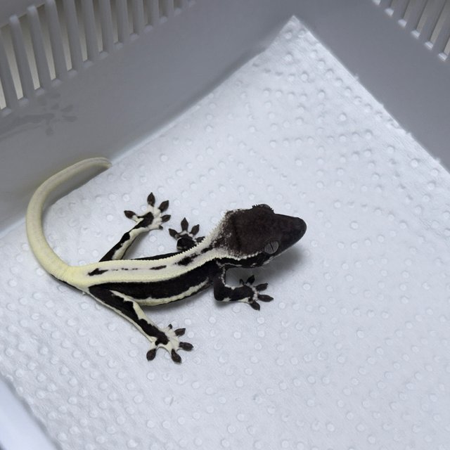 Lilly Axanthic