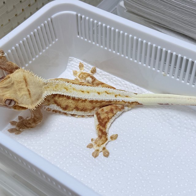 Lilly 100% Het Axanthic