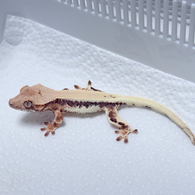 LW Sable 100% Het Axanthic