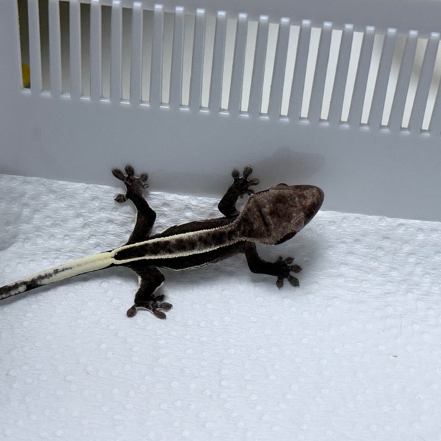 Axanthic Full Pinstripe