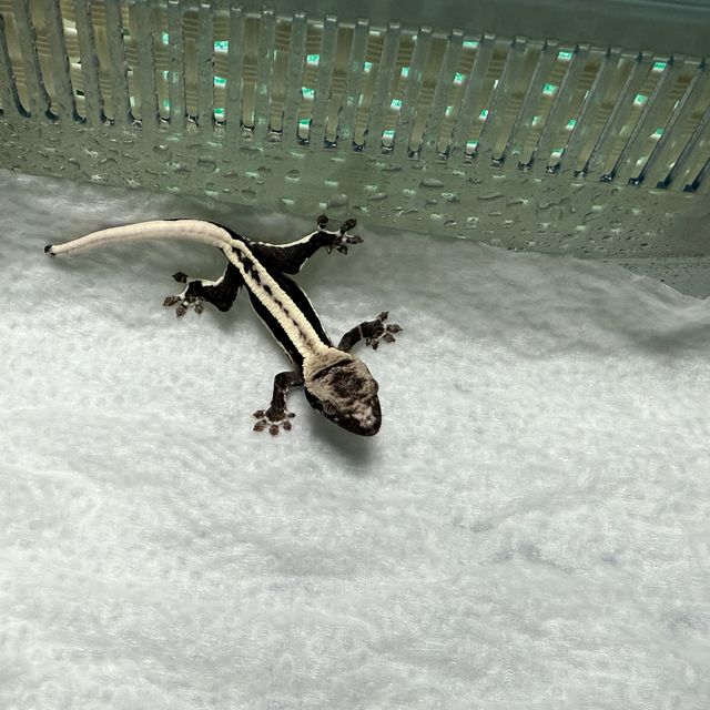 릴잔틱