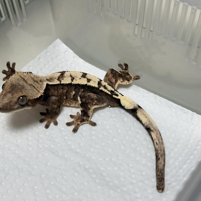 Sable 100% Het Axanthic