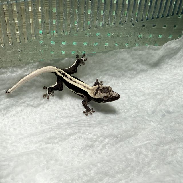 릴잔틱