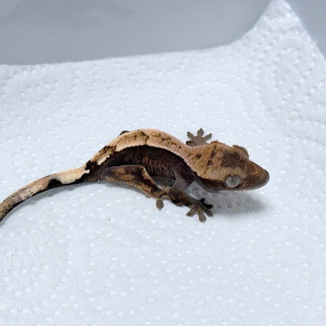 100% Het Axanthic Sable