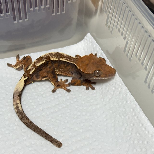 Cappuccino 100% Het Axanthic