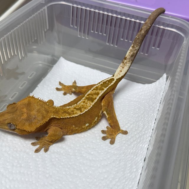 100%헷아잔틱 풀핀