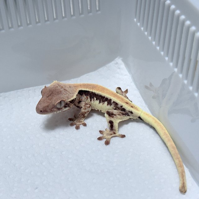 LW Sable 100% Het Axanthic