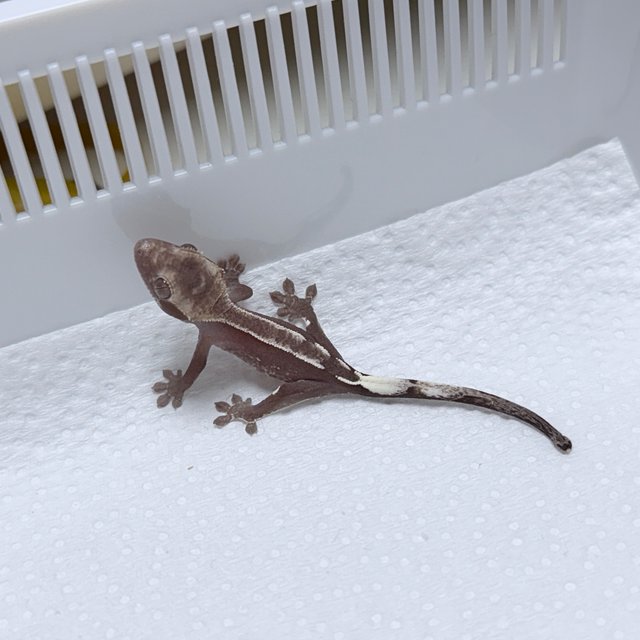 Axanthic