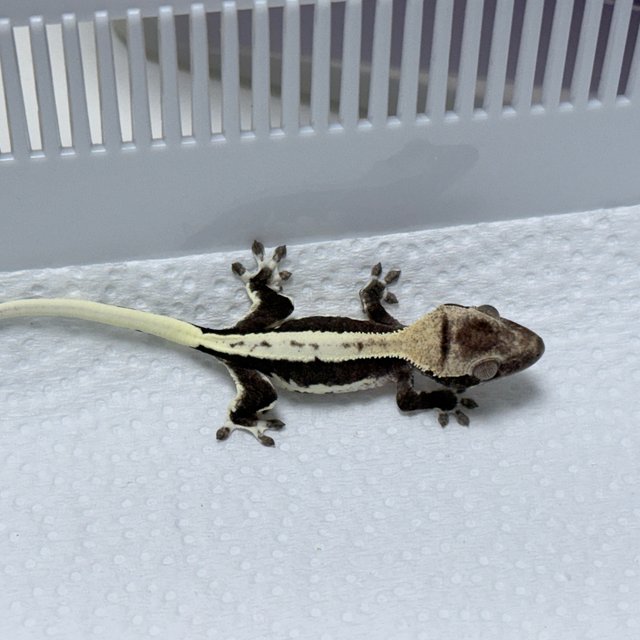 Lilly Axanthic