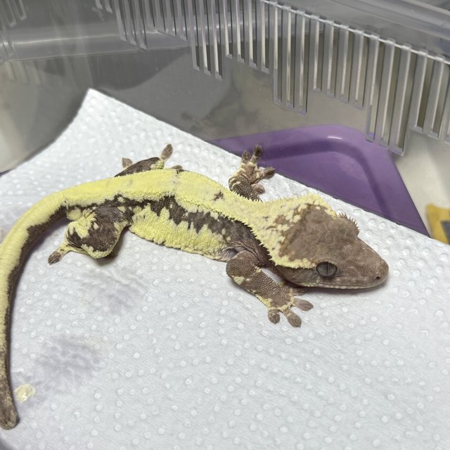 릴리 세이블 100%헷아잔틱