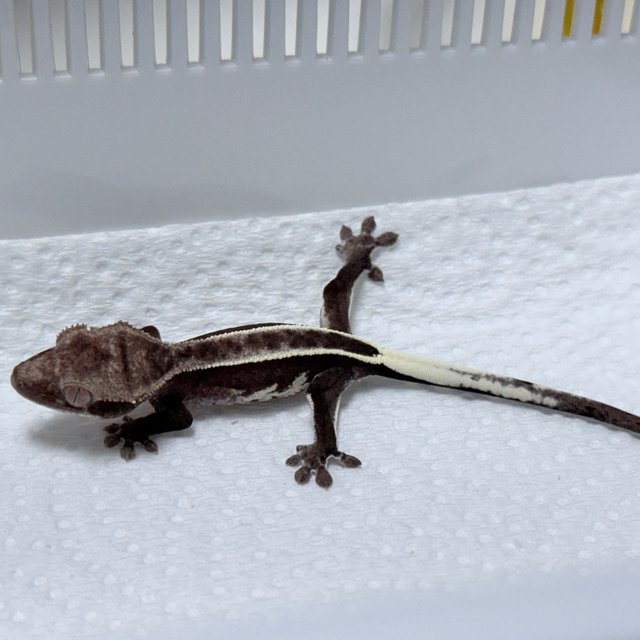 Axanthic Full Pinstripe