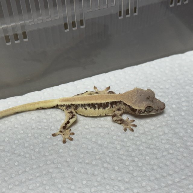 릴리 세이블 100%헷아잔틱