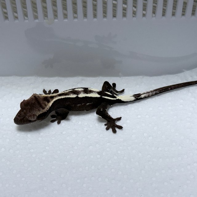 Axanthic Sable