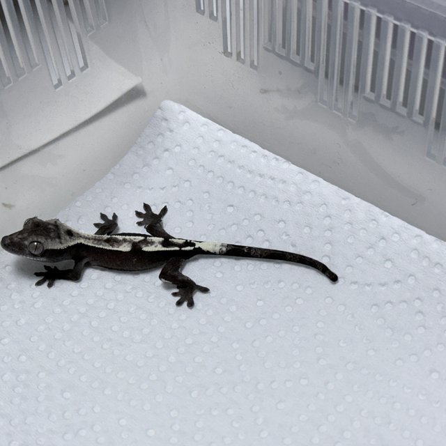 Axanthic Sable