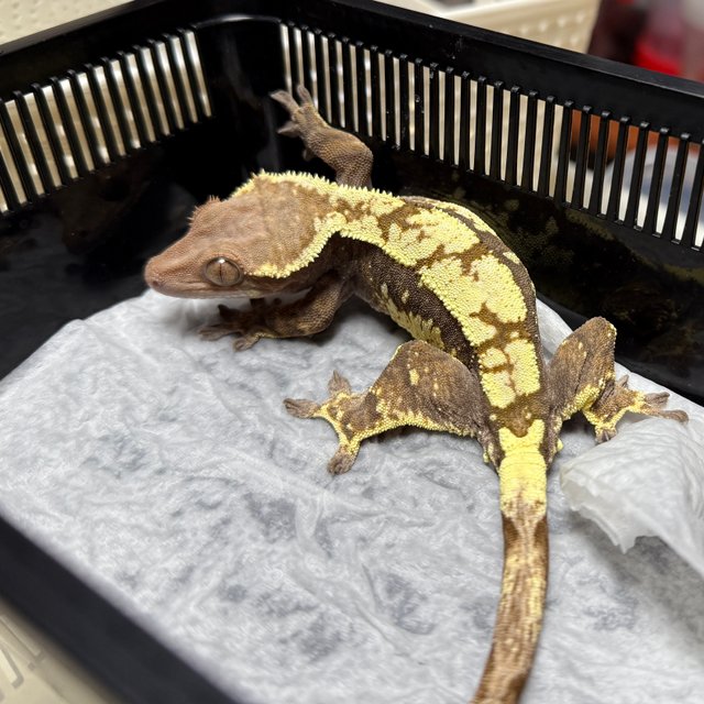 세이블