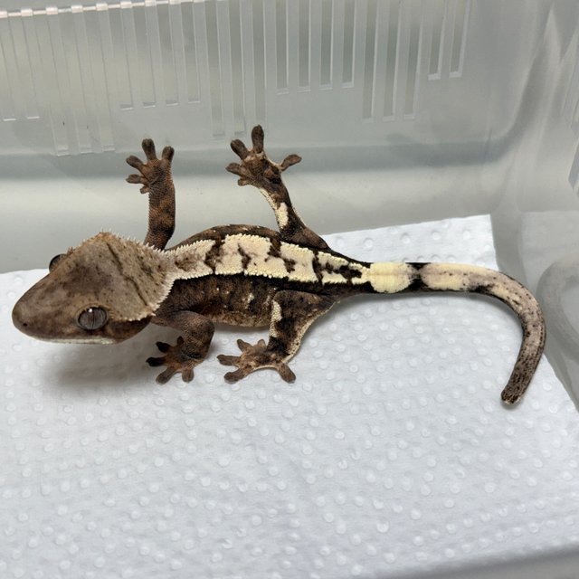 Sable 100% Het Axanthic