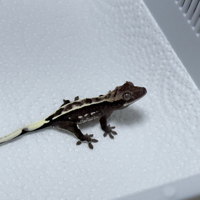 Axanthic