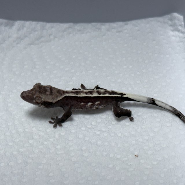 Axanthic