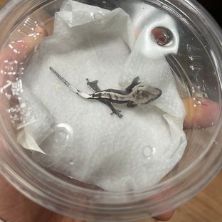 카푸치노 아잔틱