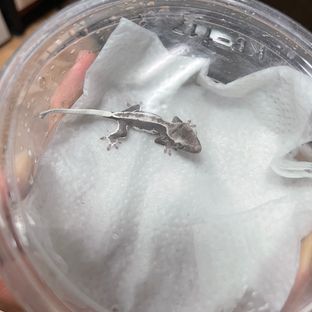 프라푸치노 아잔틱