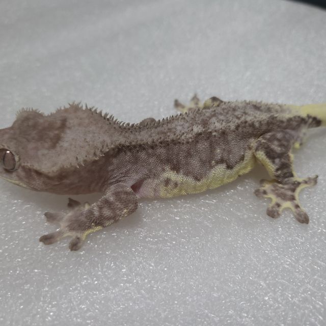 팬텀 릴잔틱