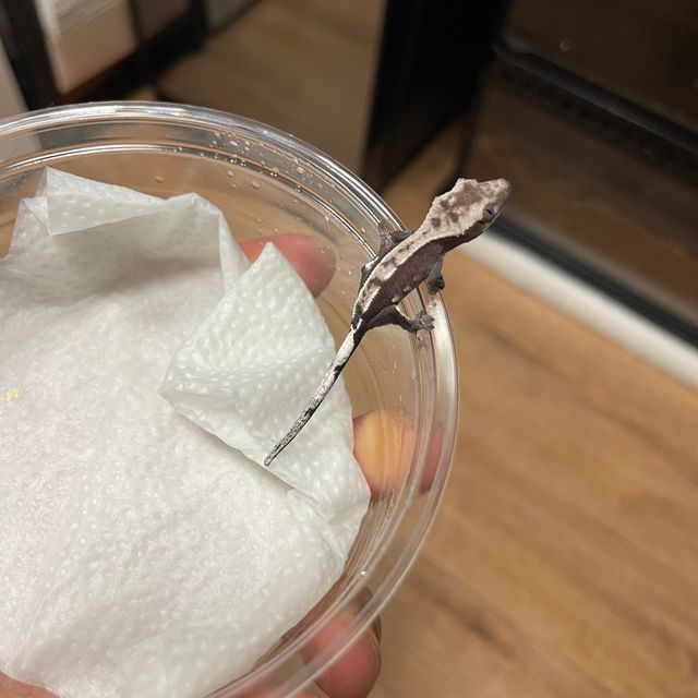 카푸치노 아잔틱