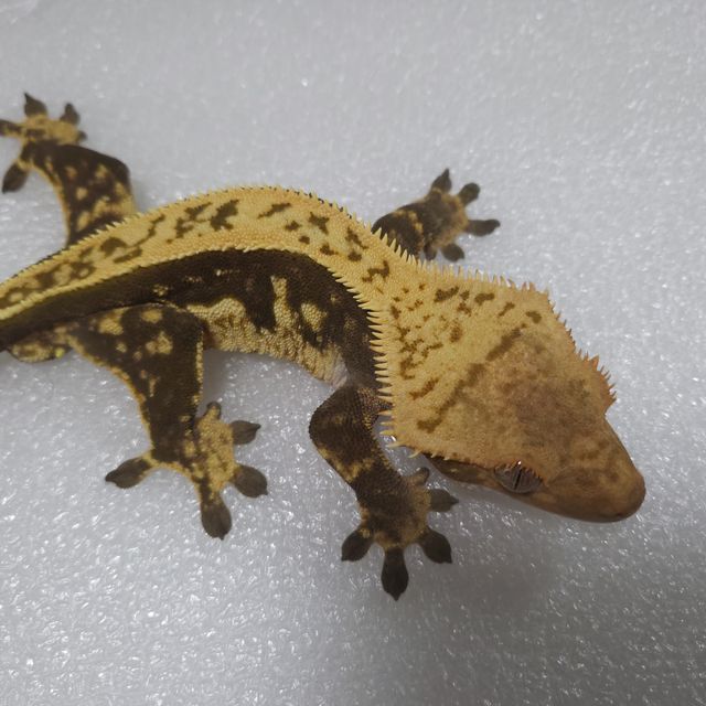 오닉스 슈퍼스트라이프 엠티백