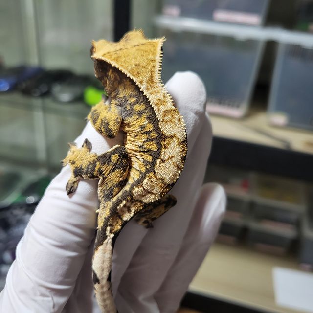 바브 트라이 익스트림할리퀸