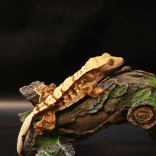 노멀 트라이 익스트림할리퀸 화이트핀 텐저린 화이트