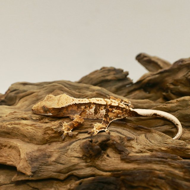 노멀 트라이 익스트림할리퀸 텐저린 화이트핀 할리퀸