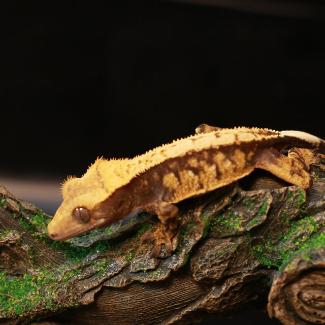 노멀 바이 화이트포트홀 텐저린