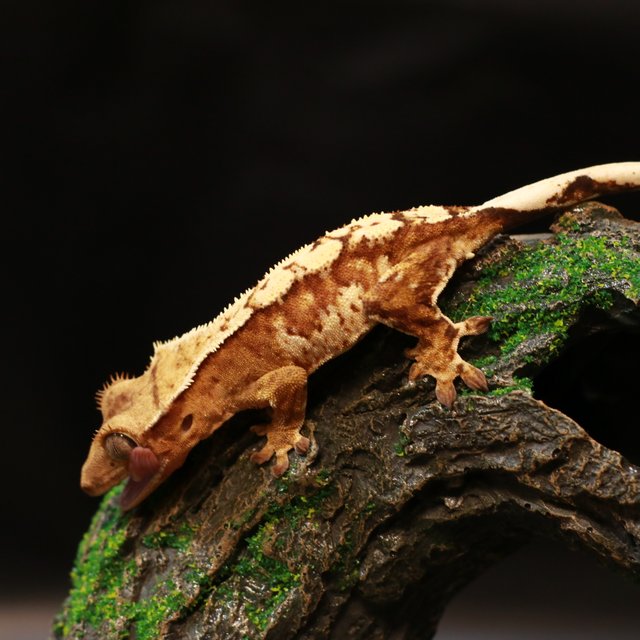 노멀 크림 크림시클