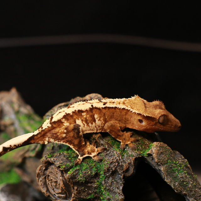 노멀 바이 익스트림할리퀸 크림시클 텐저린 화이트크라운