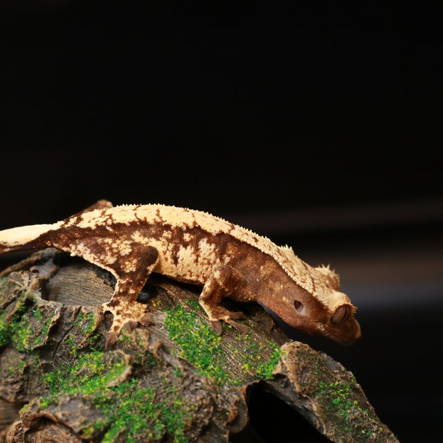 노멀 바이 익스트림할리퀸 다크