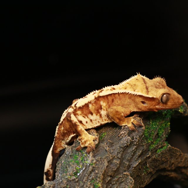 노멀 바이 익스트림할리퀸 화이트핀 화이트크라운 크림시클