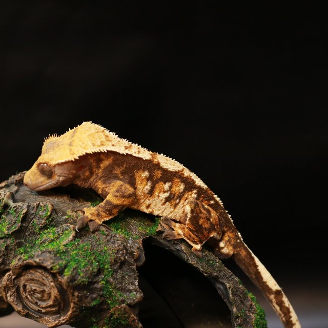 노멀 트라이 익스트림할리퀸 화이트핀 텐저린 화이트