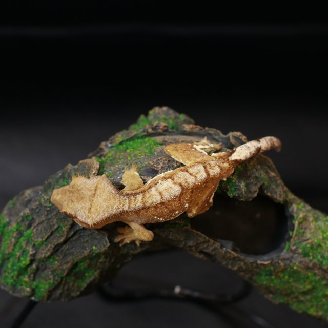 노멀 바이 화이트포트홀 크림시클 화이트