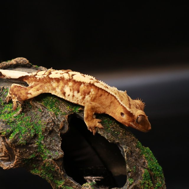 노멀 크림 크림시클