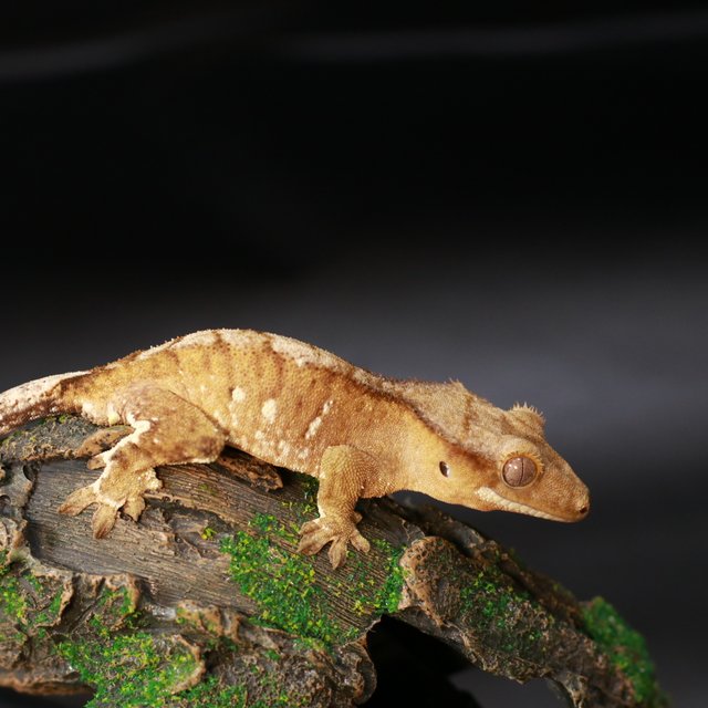 노멀 바이 화이트포트홀 크림시클 화이트